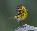 _B249118 cape may warbler